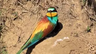Gruccione (Merops apiaster)