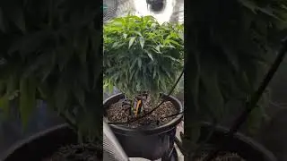 #homegrown #medical #marijuanaismedicine #marijuanamovement #420time #rap #music #drill