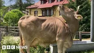 Cow Demonstrates Unexpected Tool Use, Challenging Animal Intelligence Assumptions