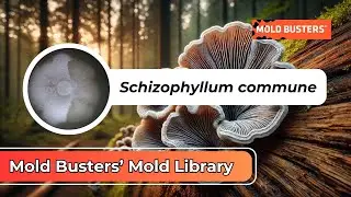 What is Schizophyllum commune?📚🔍Mold Library