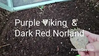 Come with me to clear corn and plant potatoes!