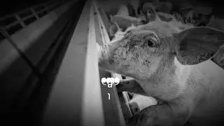Don't eat this Chicken - Cruelty of Factory Farm