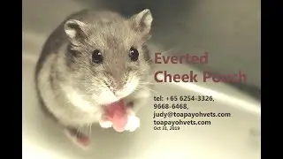 Final Video. A dwarf hamster suddenly everts his cheek pouch.What to do?