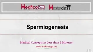 Live class on Spermiogenesis Dr. Gunjan
