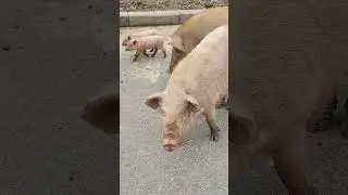A Female pig with her children, #pig , #piglove , #piglife , #pigeating , #pigstory, #piglovers,