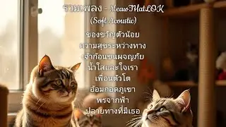 รวมเพลง - MeawTHatLOK (soft acoustic&rock) | (รูปภาพเจ้าแมว) ฟังสบายๆชิว