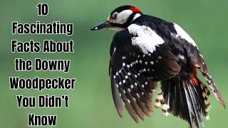 10 Fascinating Facts About the Downy Woodpecker You Didn&rsquo;t Know