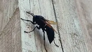 Observing a Great Black Wasp that Has a Damaged Wing