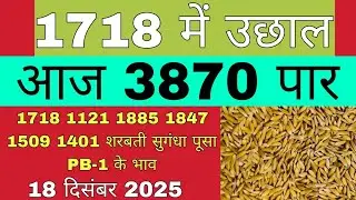 धान का भाव आज 🔴18 दिसंबर 2025 | 1509,1121, बासमती | Dhaan Rate Today | Agri Commodity Price