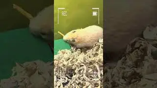 Basic Hamster Care 🐹💖 LOVE#cutehamster #shorts #viral #hamster#hamsters#cutepets #smallpets