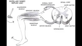 Assessing Tendon Reflexes in Orthopedics; integrity of the peripheral nerves, spinal cord segments