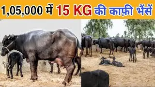 Total Buffalo -18 || Available for sale || 7 Buffaloes ₹ 105000 each || Milk-15 Lt per day