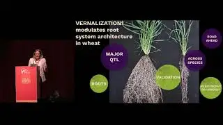 Hannah Robinson - VERNALIZATION1 modulates root system architecture in wheat