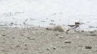 Common Sandpiper, Dernford Reservoir, Cambridgeshire, 31/7/22
