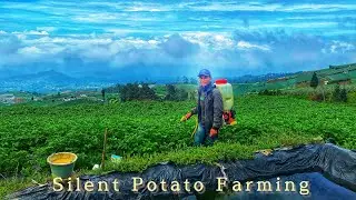 &ldquo;Mountain Potato Farming ASMR &ndash; Peaceful Crop Care (No Talking, Nature + Music) 