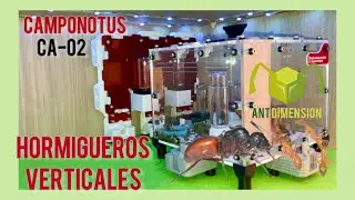 Camponotus CA-02 | Hormigueros verticales #antdimension