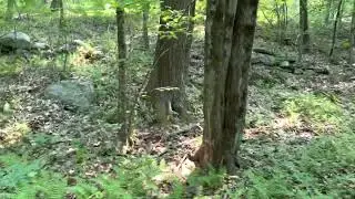 Wolf Swamp WMA