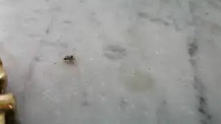 Spiderman jumping rallenty Ragno salterino
