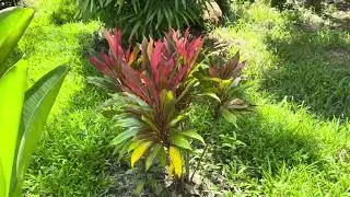 Ti Plant (Cordyline fruticosa) &ndash; Vivid Tropical Leaves in Cambodia&rsquo;s Jungle