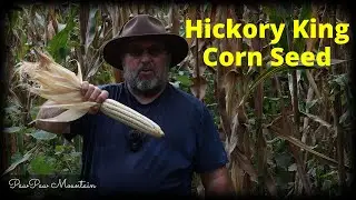 Hickory King Corn Seeds / Harvest Day 2