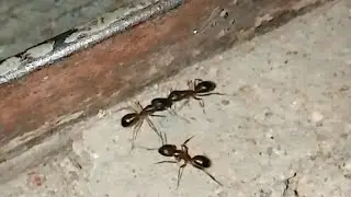 Chimala Fighting Full Video#trending#viral#Nwe#video 
