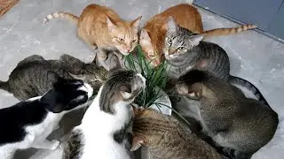 My cats eating grass | CatsLifePH