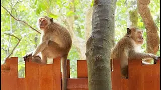 Learn Railay beach to book hotel⛵ East side mangrove mins walk to food street👒 mins later west beach