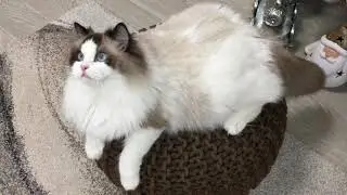 Ragdoll Seal bicolour