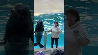 Калифорнийский морской лев #тюлени #животные