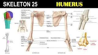 Skeleton 25 | Humerus |  | Deltoid tuberosity | Funny bone | Capitulum | Olecranon fossa  | Arm bone