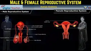 Male and Female Reproduction System Structure & Function |Reproductive System (Part #9)