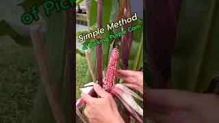 Simple Method of Picking Purple Corn #shorts #shortvideo #corn #viral