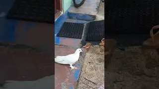 pigeon missing full video in malayalam #vlog #lifeisbutadream #minivlog