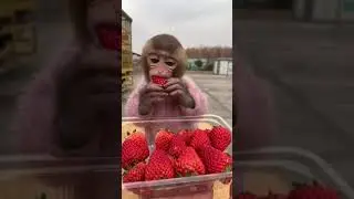 Baby monkey eating strawberries