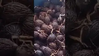 SEMENTES GERMINADAS DE PALMEIRAS RABO DE RAPOSA