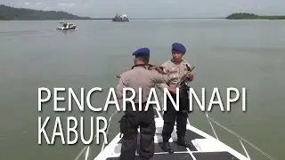 NET JATENG - PENCARIAN NAPI KABUR