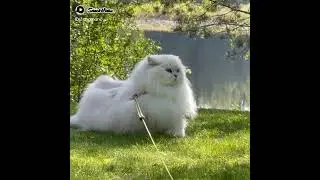 Cute White Long Cot Russian Cat #cat #catlover #short