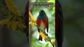 Nature's Masterpiece: Painted Bunting 🎨 Pure Joy! #paintedbunting #birds #nature