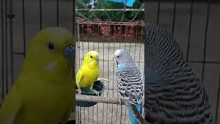 Playful Budgies Having Fun Together 🐦❤️🐦#budgies #budgiesplaying #birdslover#youtubeshorts #animals