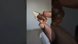 Seahorse Shaped Chocolate by Guylian