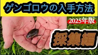 ゲンゴロウの入手方法採集編2025