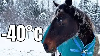 Taking Care of Horses in &minus;40&deg;C | What Winter Horse Care Really Looks Like