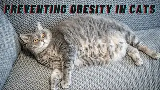 Preventing Obesity in Cats with Proper Diet and Exercise