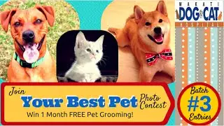 Your Best Pet Photo Contest By Makati Dog And Cat Hospital - Batch 3