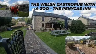 THE WELSH GASTROPUB WITH A ZOO! - THE PENYCAE INN 2023 VISIT