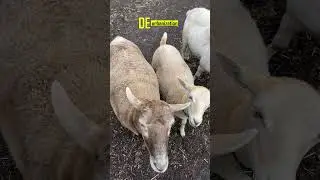 Deurbanization. Sheep. Овцы.
