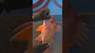 Canary Rockfish are Biting! 🤑 💥 #fishtough #fishing #saltwaterfishing