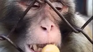 Monke