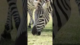 Zebra grazing 🦓
