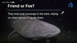 Meet the Greenland Shark | Ocean Wise